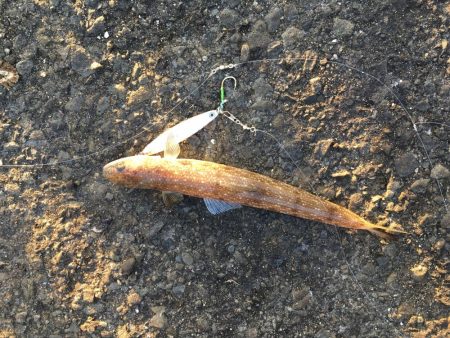 エソしかいません